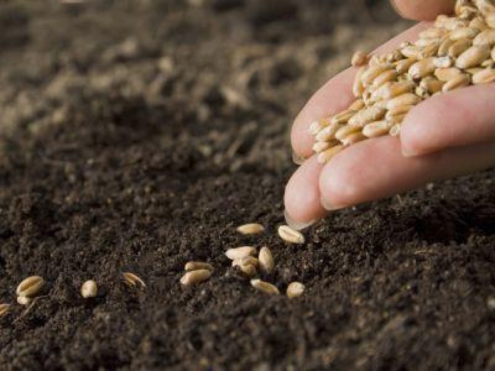 Rezultatele controalelor MADR privind certificarea semintelor de calitate