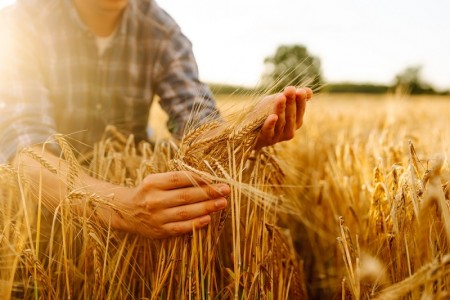 Ghid pentru fermieri: cum sa imbunatatesti calitatea recoltelor de cereale
