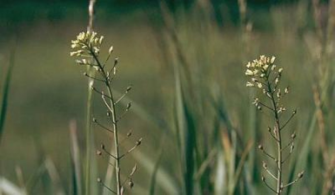 Camelina