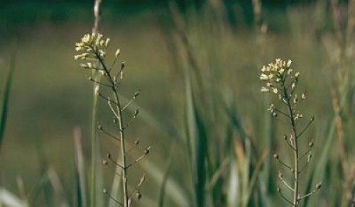 Camelina