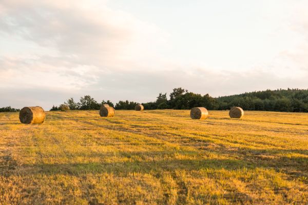 Valoarea productiei agricole a ajuns la 110 miliarde de lei