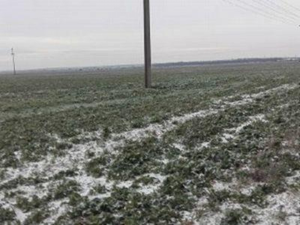 Culturile de rosii si castraveti din zona Matca, afectate de vremea nefavorabila