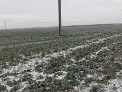 Culturile de rosii si castraveti din zona Matca, afectate de vremea nefavorabila