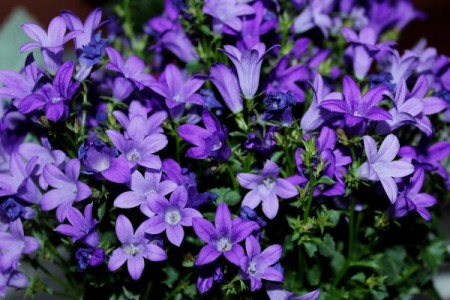 Cum cultivam cu succes clopoteii in gradina (Campanula)