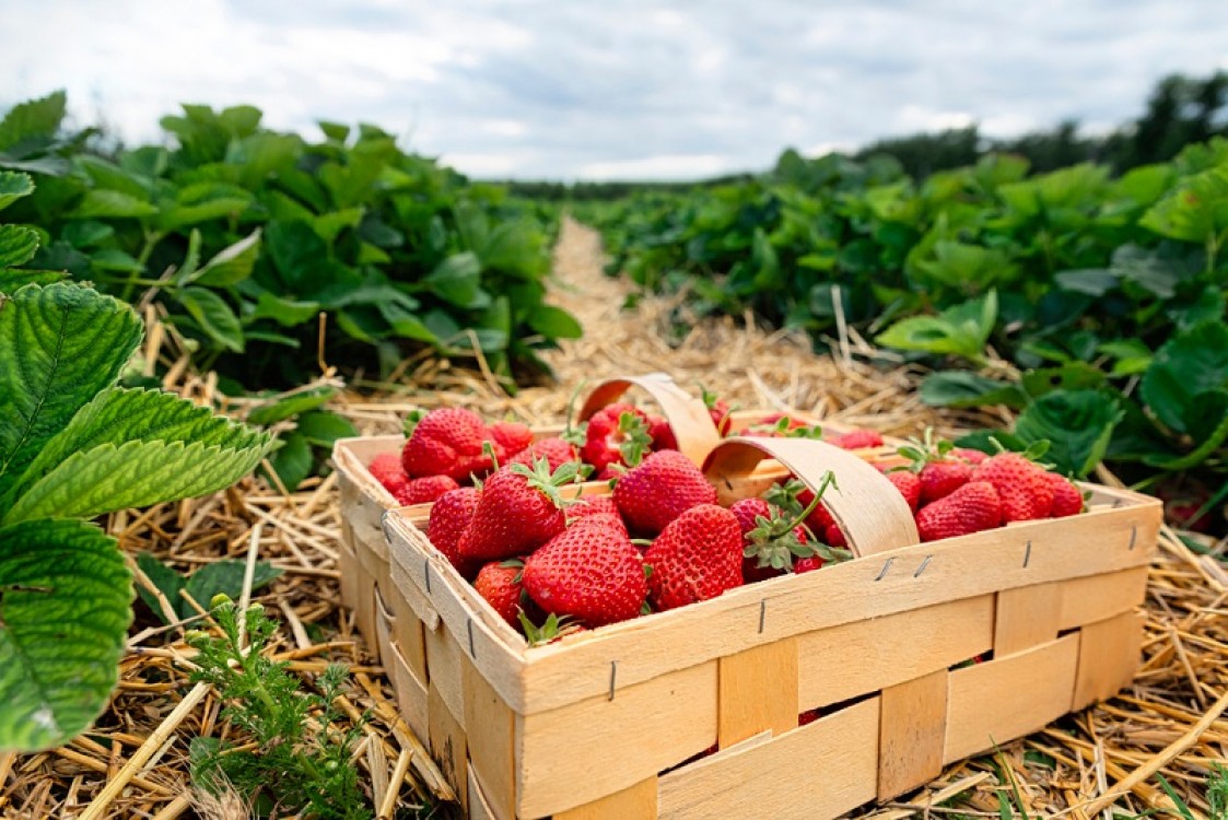 Cum cresti randamentul culturii de capsuni anul acesta: 4 aspecte-cheie de care sa tii cont in noul sezon