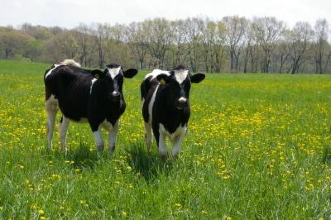 Ghid ANSVSA: Masurile obligatorii care trebuie aplicate de catre crescatorii de animale in perioadele caniculare