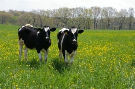 Ghid ANSVSA: Masurile obligatorii care trebuie aplicate de catre crescatorii de animale in perioadele caniculare