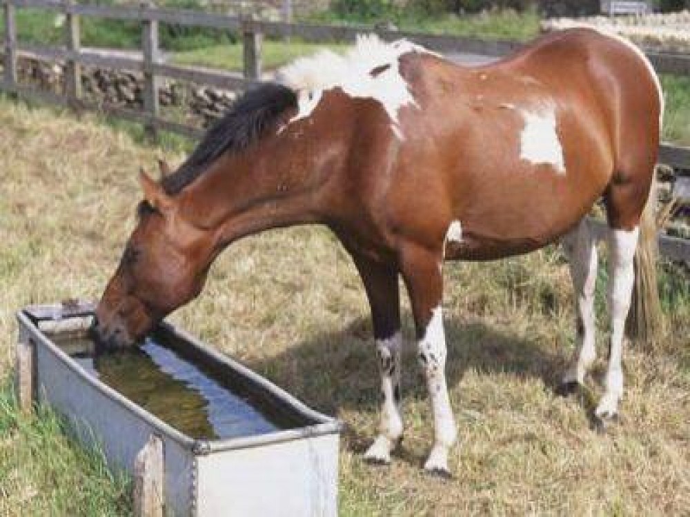 Recomandari de care trebuie sa tina seama crescatorii de animale in perioadele de canicula