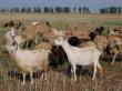 Afaceri profitabile: Primii pasi in infiintarea unei ferme de capre