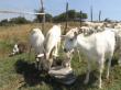 Beneficiile infiintarii unei ferme de capre