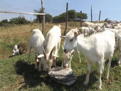 Beneficiile infiintarii unei ferme de capre