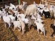 Care sunt etapele infiintarii unei ferme de capre