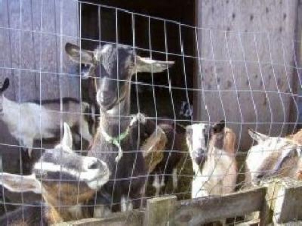 APIA elibereaza adeverinte beneficiarilor PNDC, speciile ovine/caprine