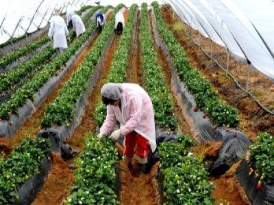 Gorj: Prima editie a Sarbatorii Capsunelor de Polovragi