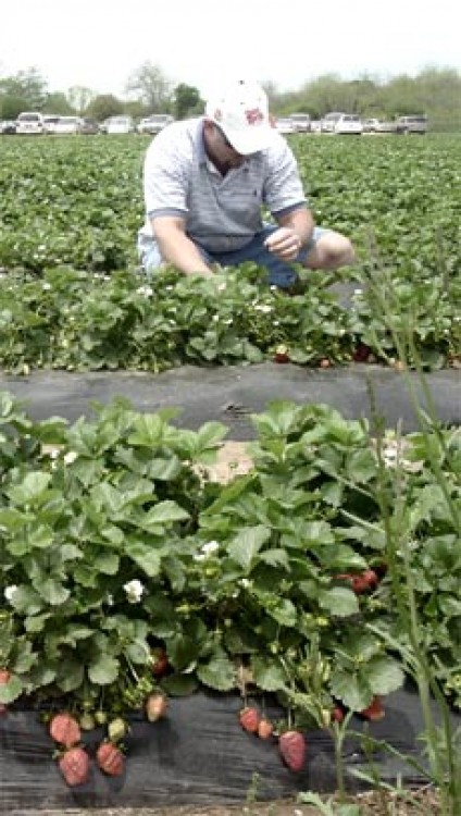 Romania exporta 3.000 de tone de fructe si legume ecologice, de pe o suprafata aflata in crestere