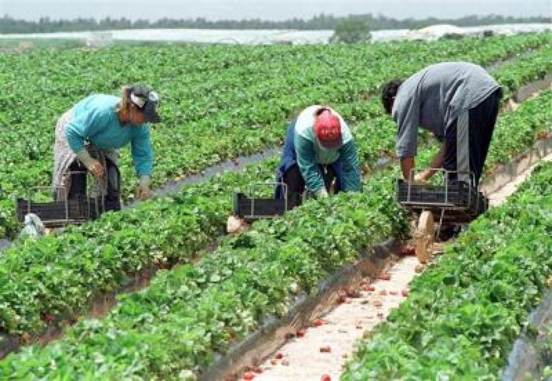 Locuri de munca in agricultura la cules capsuni in Spania