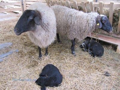 Primele subventii pentru crescatorii de oi din rasa Carabasa