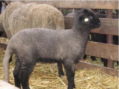 In pragul iernii, targurile de animale din Mehedinti sunt amenintate cu inchiderea