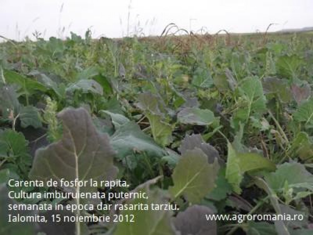 Cultivatori de rapita, atentie la carenta de fosfor