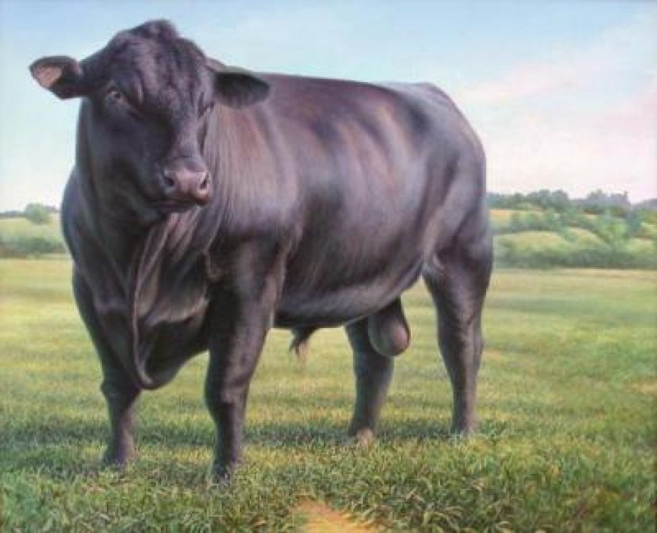 Rusia, un mare importator de carne de vita, are planuri ambitioase in acest sector zootehnic