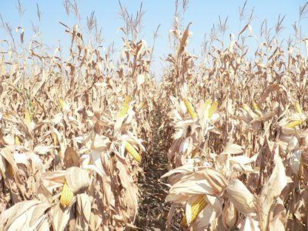 Important pentru producatorii agricoli: atestatul de producator si carnetul de comercializare