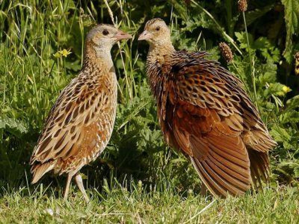 Fermierii bistriteni primesc sute de mii de euro pentru a proteja carstelul de camp