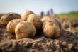 Cum obtii un randament ridicat la cultura de cartofi - 4 factori cu impact major asupra recoltei