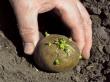 Optimismul european e primit cu rezerve de cultivatorii romani de cartofi