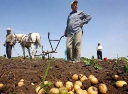 Promisiuni de subventii pentru cultivatorii de cartofi