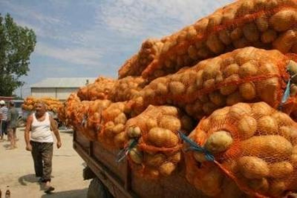 Din pricina secetei, anul acesta vom avea putini cartofi romanesti