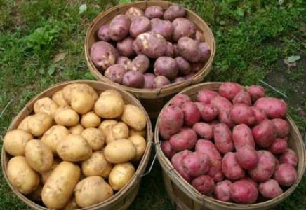 In Salaj, se estimeaza o recolta de cartofi dubla fata de anul trecut