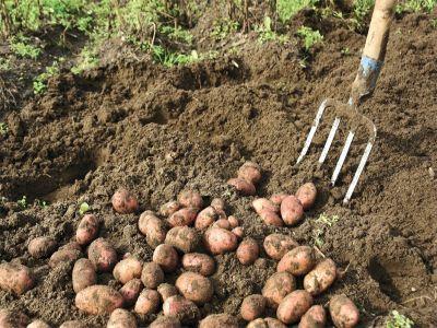 cultivatorii-de-cartofi-din-ce-in-ce-mai-descurajati-de-concurenta-din-import