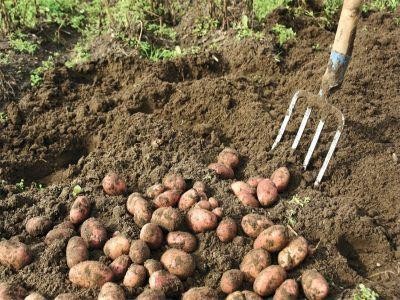 Cultivatorii de cartofi, din ce in ce mai descurajati de concurenta din import