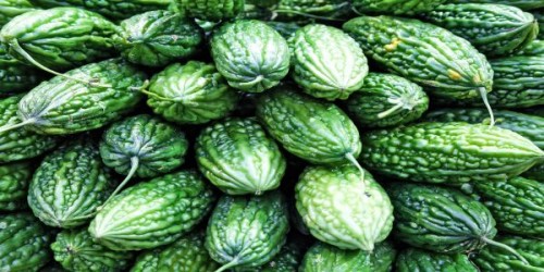 Cultura castravetelui amar. Accesarea fondurilor europene nerambursabile