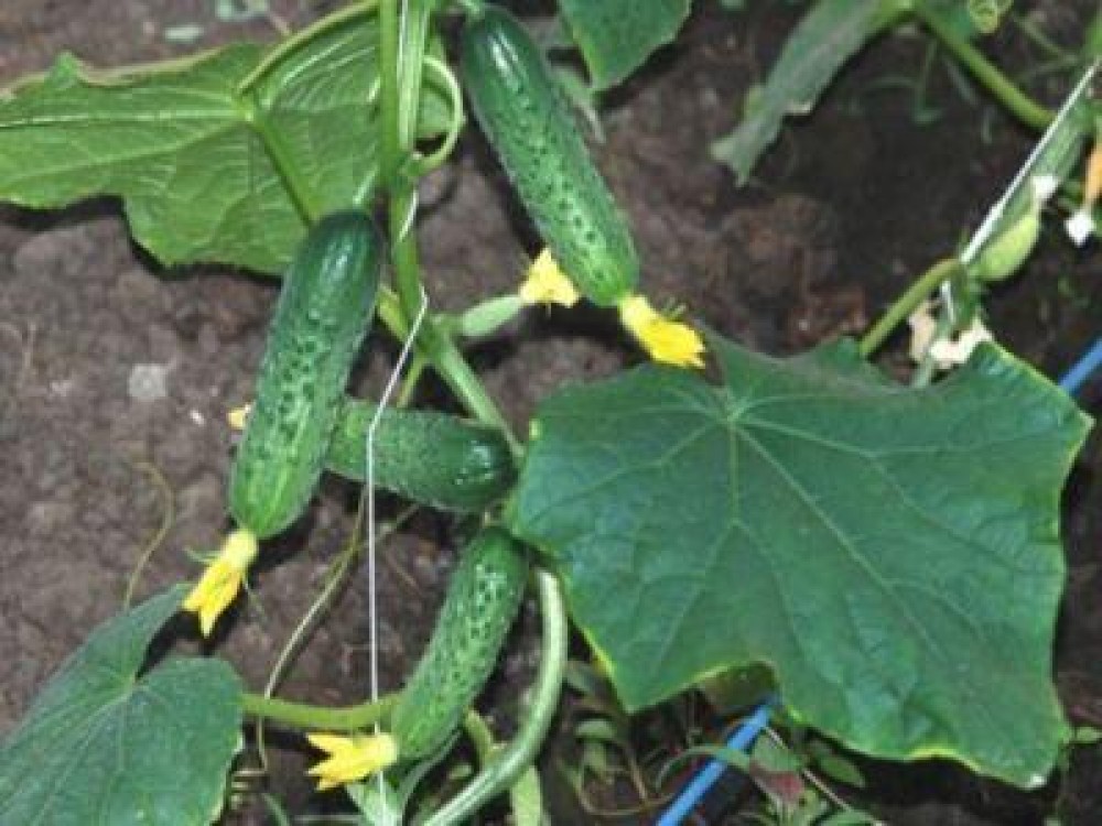 Soiuri de castraveti pentru care se acorda plati cuplate