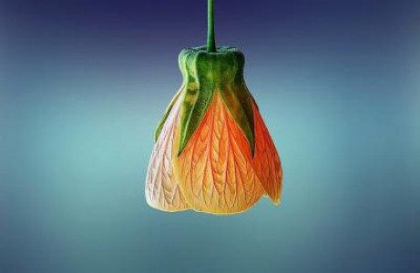 Catalogul oficial al soiurilor de plante de cultura din Romania pentru 2021