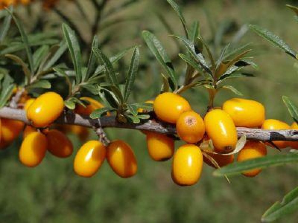 Cinci motive pentru care cultura de catina e o afacere profitabila