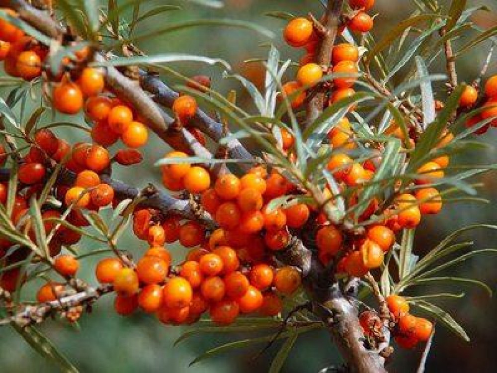 Ce spune un cultivator de catina despre fondurile europene