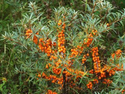 Catina - medicamentul  natural pentru al toamnei