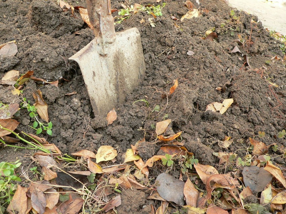 Miscarea Plantam fapte bune in Romania a impadurit la Tigveni, in judetul Arges
