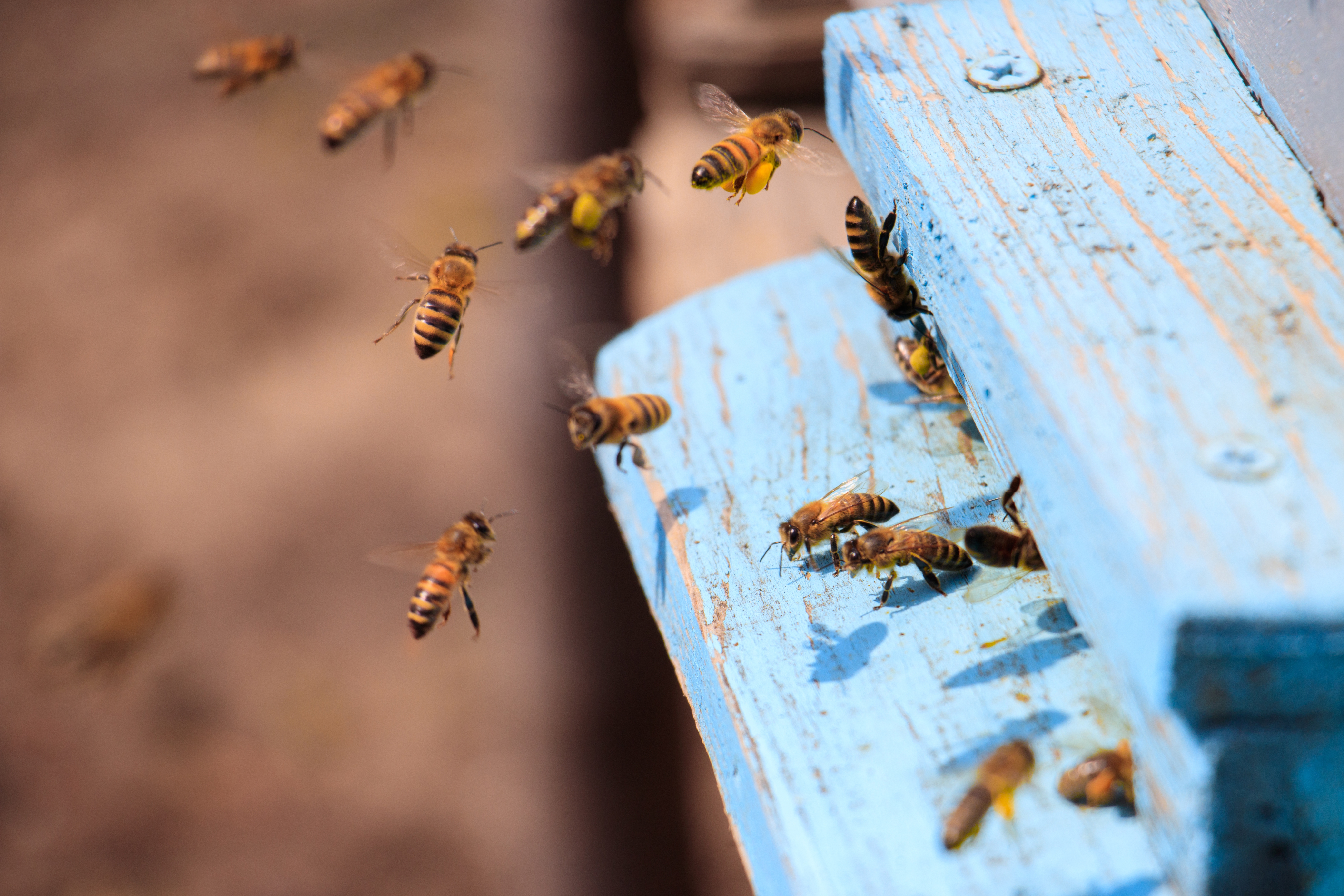 ce-fac-apicultorii-in-aceasta-luna