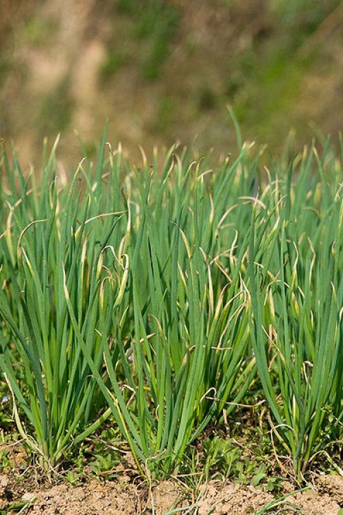 Ceapa de tuns - Allium fistulosum