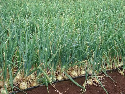 Cele mai indicate erbicide pentru culturile de ceapa