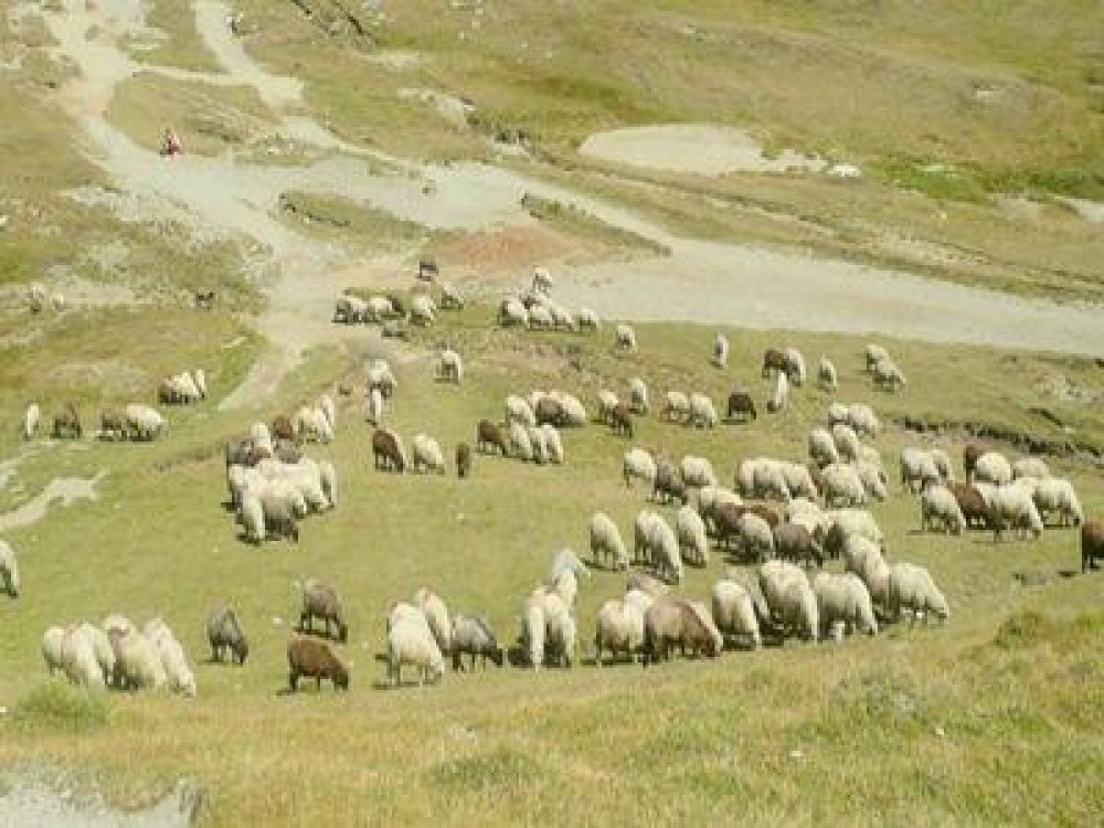 Programul pentru infiintarea unor centre de colectare a laptelui in zona montana, aprobat in Senat