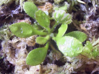 Plante carnivore: Cephalotus follicularis