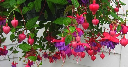 Floarea Cercelus - FUCHSIA. Cum se ingrijeste si cum se inmulteste Cercelusul