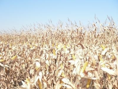 Subventia la motorina, la inceputul lui 2014