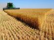 Romania ocupa locul sase in topul producatorilor de cereale din Uniunea Europeana