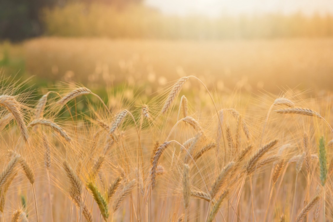 3 reguli de aur pentru intretinerea culturilor de cereale paioase, toamna