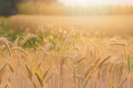 3 reguli de aur pentru intretinerea culturilor de cereale paioase, toamna